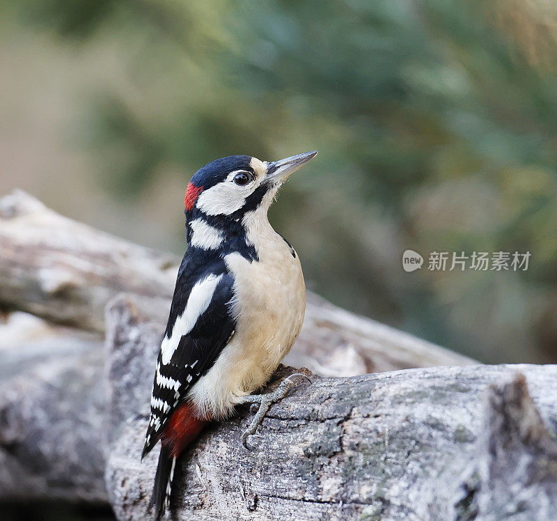 大斑点啄木鸟(Dendrocopos major)雄性